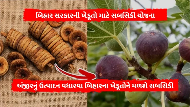 fig farming: અંજીરનું ઉત્પાદન વધારવા બિહાર સરકારની ખેડૂતો માટે સબસિડી યોજના