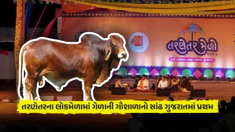 Tarnetar Mela 2024: સુરેન્દ્રનગર તરણેતરના લોકમેળામાં ગેળાની ગૌશાળાનો સાંઢ ગુજરાતમાં પ્રથમ