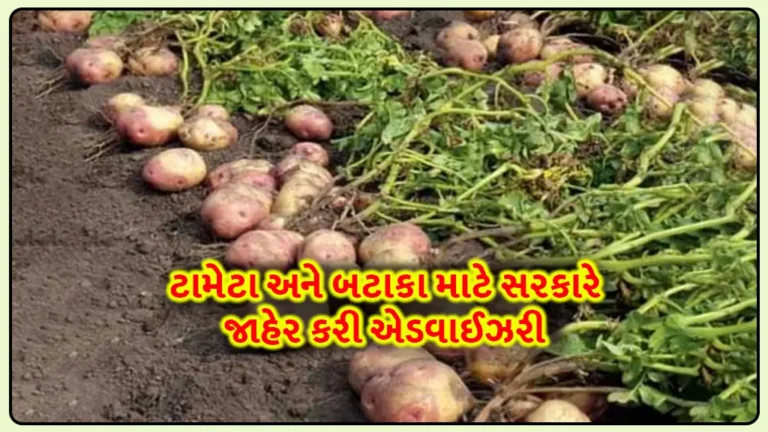 Government farmers advisory: ટામેટા અને બટાકાના પાકને મોડા બ્લાઈટ ફાટી નીકળવાથી બચાવવા માટે એડવાઈઝરી જારી