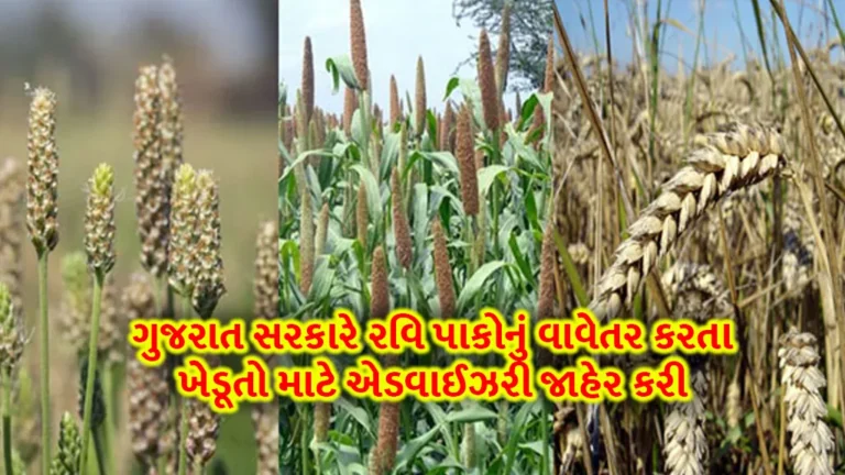 Gujarat government farmers advisory: ગરમ તાપમાનને ધ્યાન લઈને ગુજરાત સરકારે રવિ પાકનું વાવેતર કરતા ખેડૂતો માટે એડવાઈઝરી જાહેર કરી