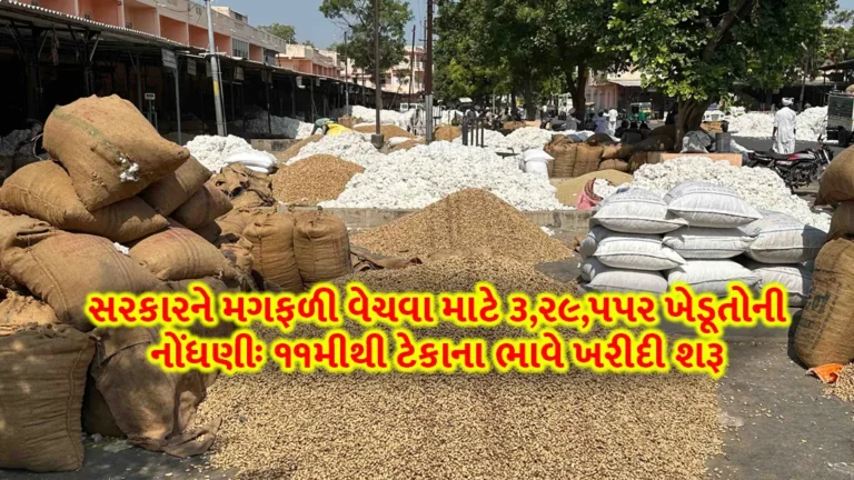 Tekana bhav: સરકારને મગફળી વેચવા માટે ૩,ર૯,પપર ખેડૂતોની નોંધણીઃ ૧૧મીથી ટેકાના ભાવે ખરીદી શરૂ